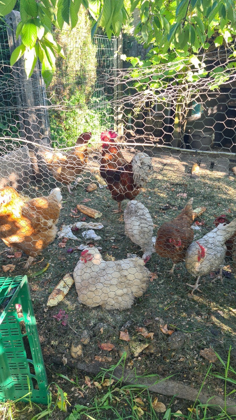 Kippen te koop