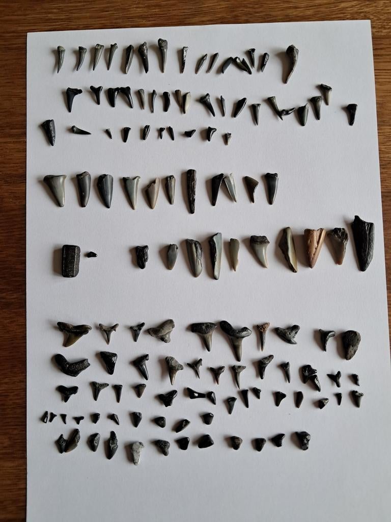 Haaientanden fossielen, Ophalen of Verzenden