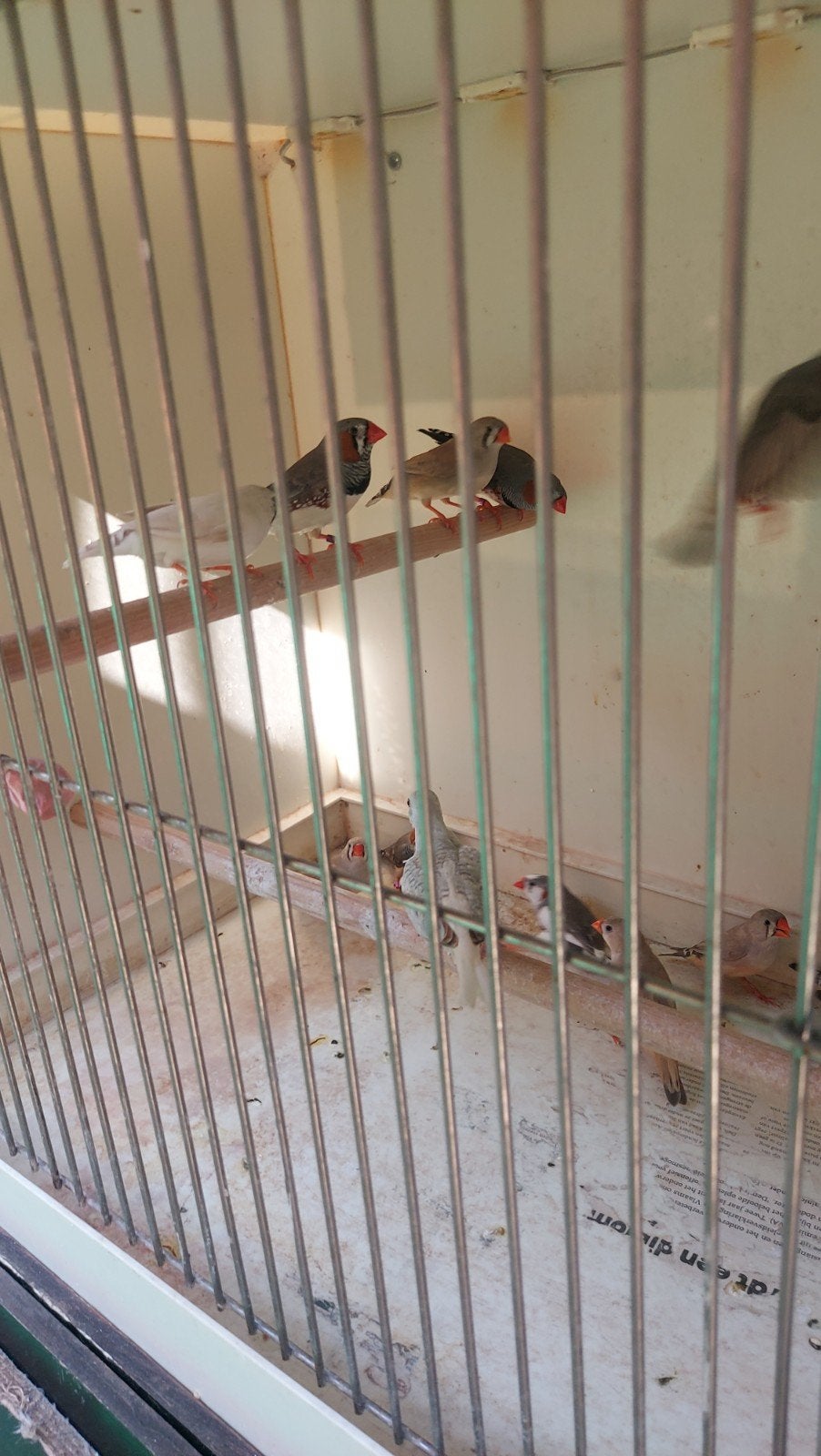 zebravinken 6 poppen 3 man's, Dieren en Toebehoren