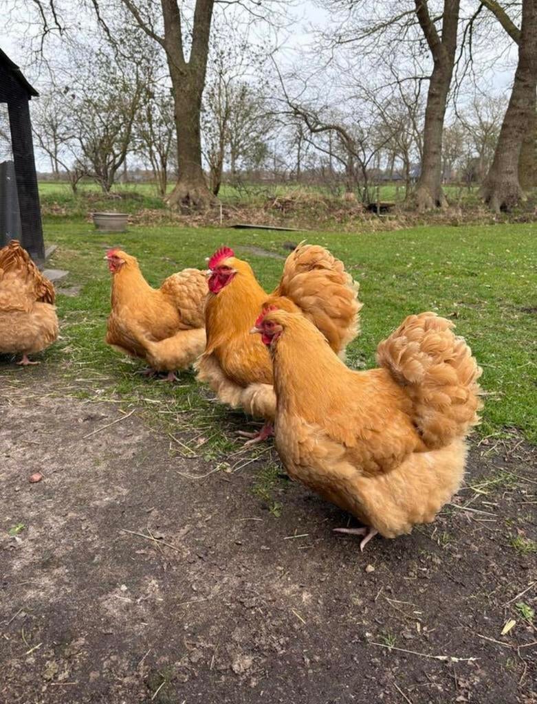 Orpington kuikens beschikbaar, Dieren en Toebehoren