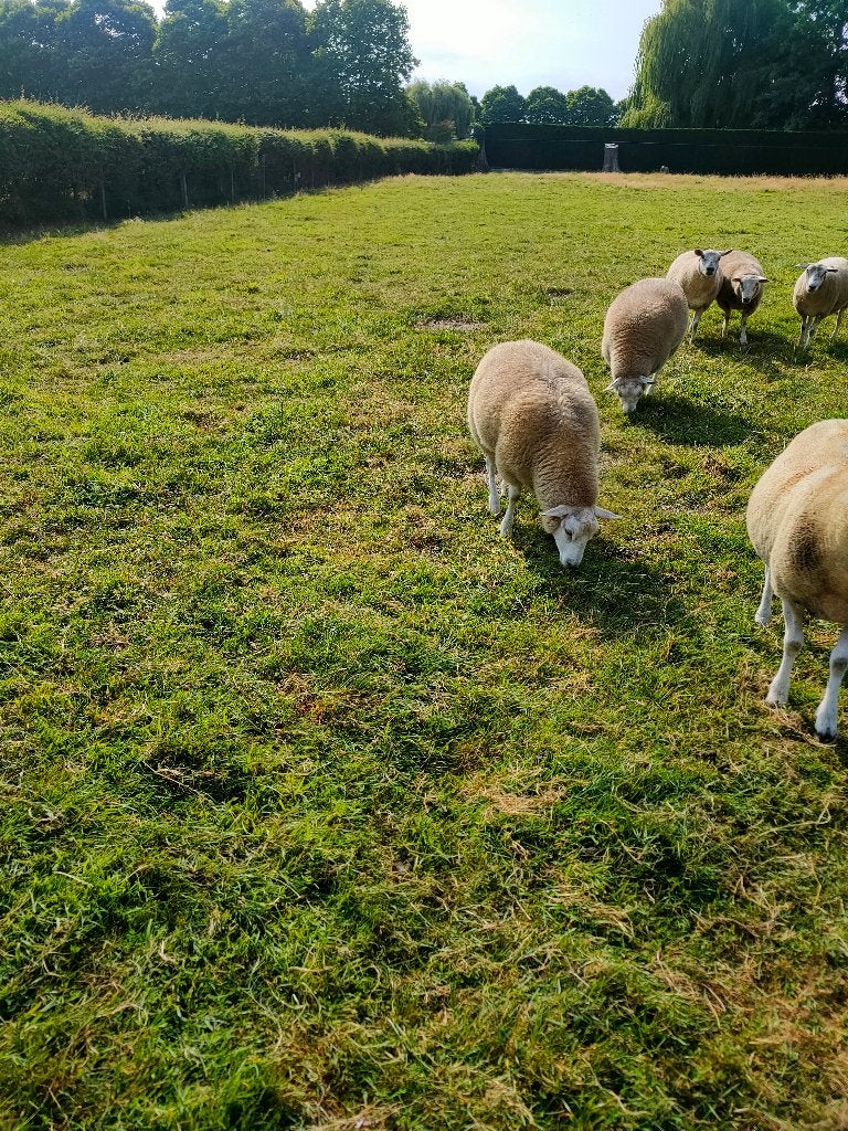 ramlammers te koop, Mannelijk, Schaap, 0 tot 2 jaar