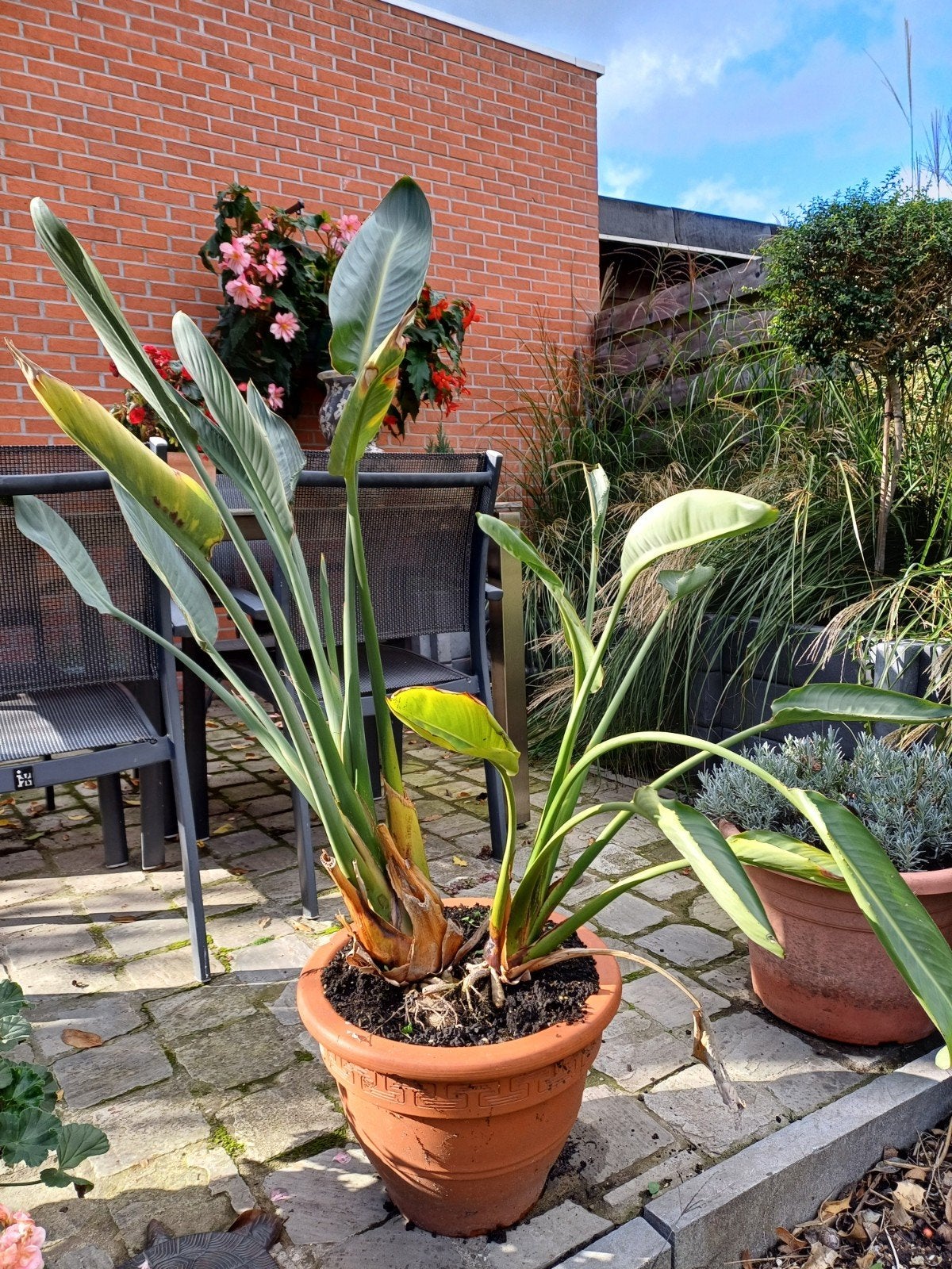 haltère strelitzia 110 cm avec pot, Enlèvement