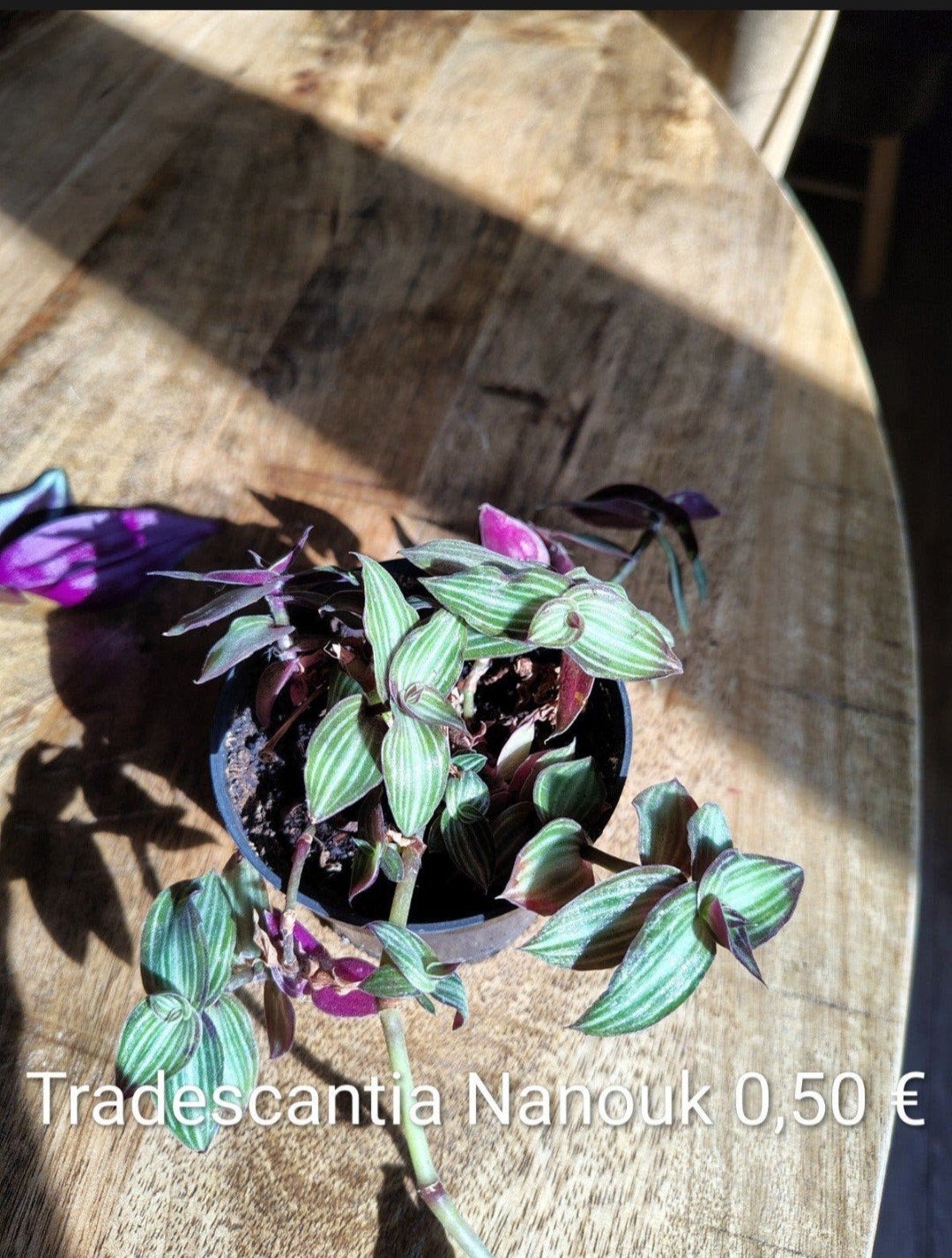 Tradescantia Nanouk  0,50, Enlèvement