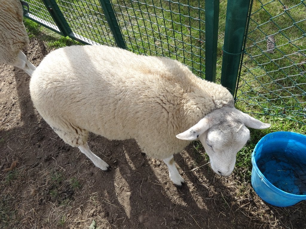 SWIFTER jonge SCHAPENBOK, Mannelijk, Schaap, 0 tot 2 jaar