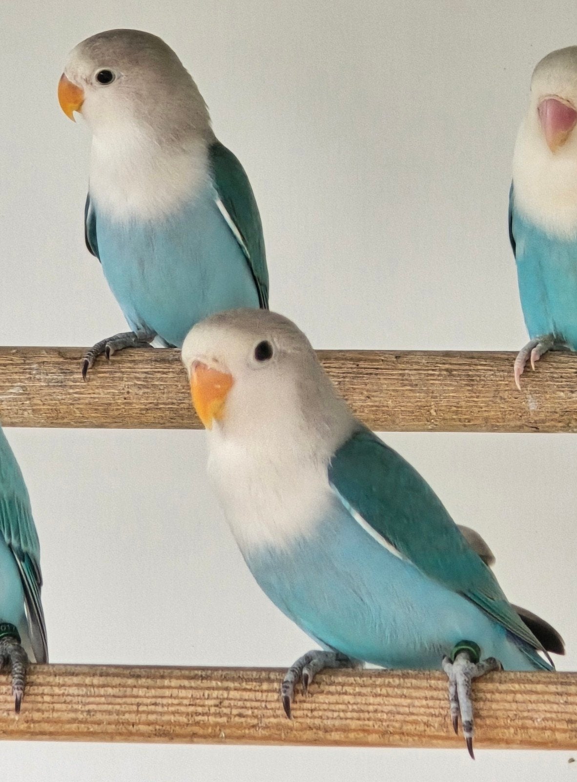 2 Blauwe Fischeri 2026, Geslacht onbekend, Dwergpapegaai of Agapornis, Geringd