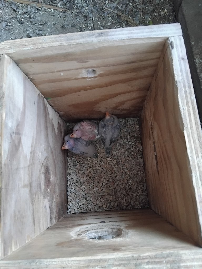 Bébé princesse de Galles, Animaux & Accessoires, Sexe inconnu, Perruche, Domestique