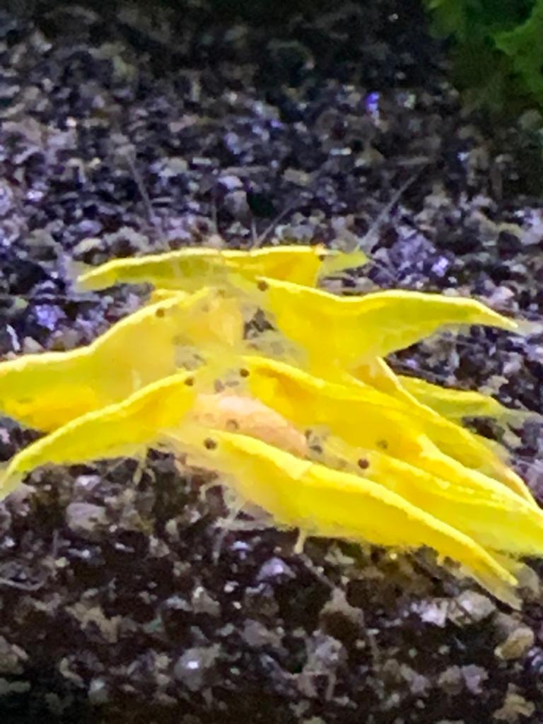 Golden yellow stripe
