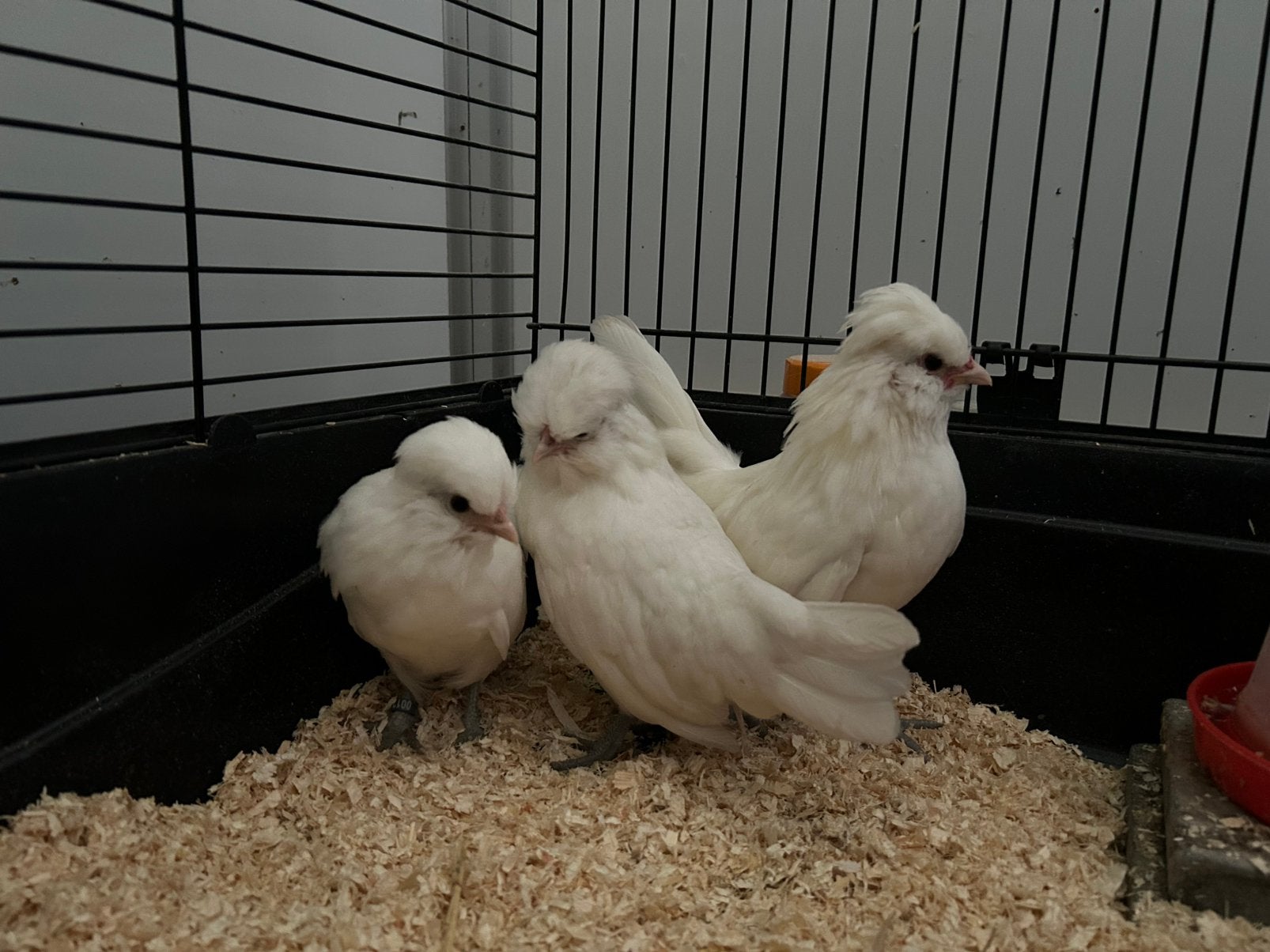 Watermaalse Baardkriel, Animaux & Accessoires, Volatiles, Plusieurs animaux, Poule ou poulet