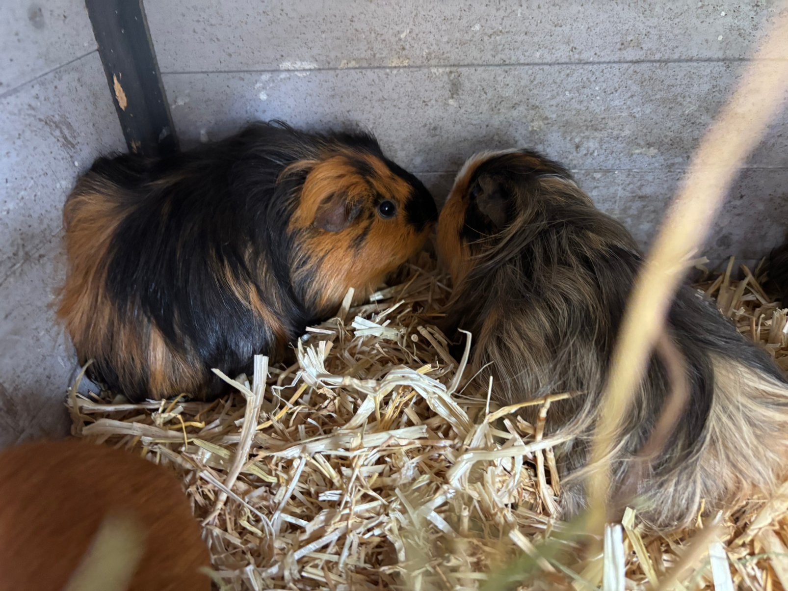 Groep cavias 1 man en 5 vrouwen (drachtig ), Dieren en Toebehoren, Cavia, Januari, Meerdere dieren, Tam