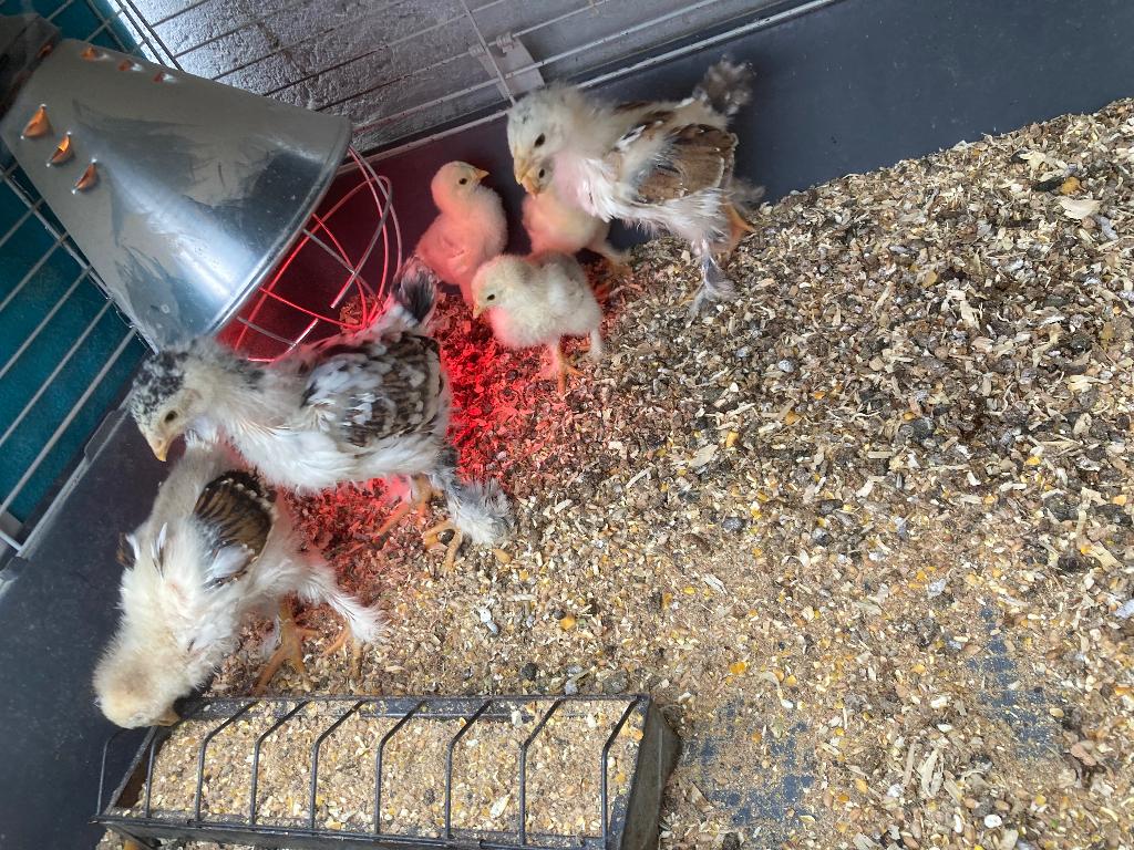 Kuikens Brahma porselein, Dieren en Toebehoren, Meerdere dieren, Kip