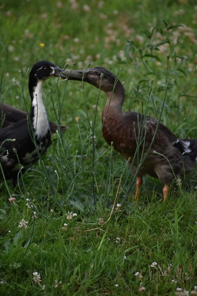 Broedeieren loopeenden, Dieren en Toebehoren