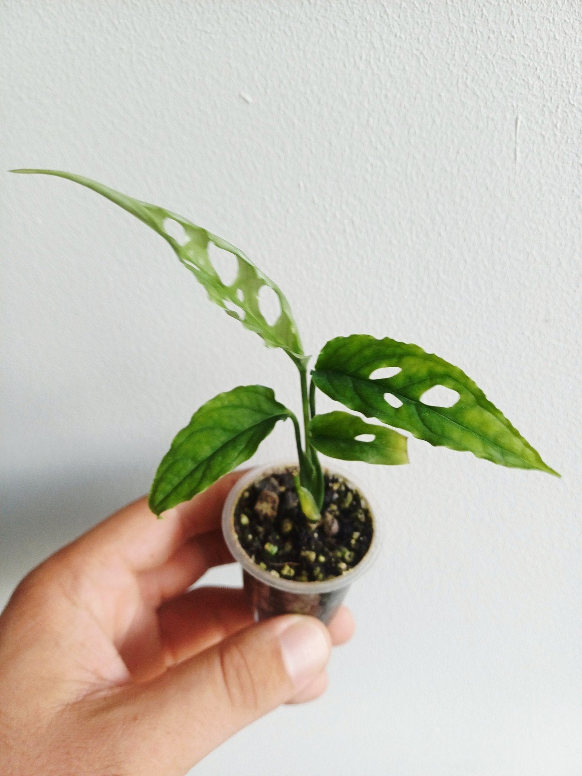 Monstera Obliqua peru, Huis en Inrichting, Overige soorten, In pot, Minder dan 100 cm, Groene kamerplant
