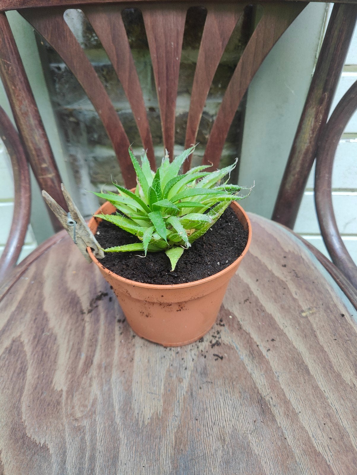 aloès, Maison & Meubles, Plantes d'intérieur, Enlèvement, Plante succulente