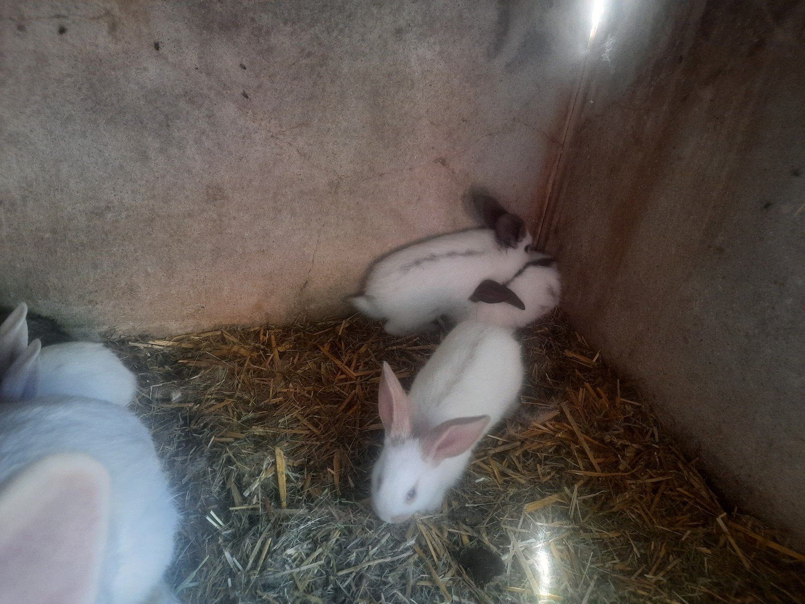 lapins papillons, Juin