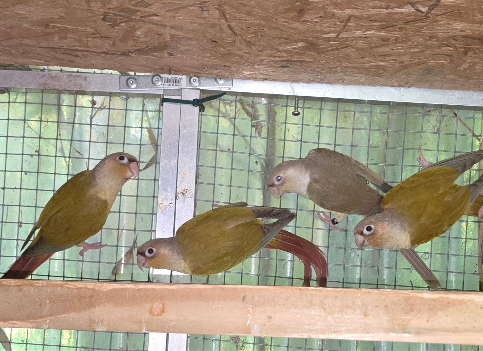 3  jeunes pyrrhura molinae 2026, Dieren en Toebehoren, Meerdere dieren, Parkiet, Geringd