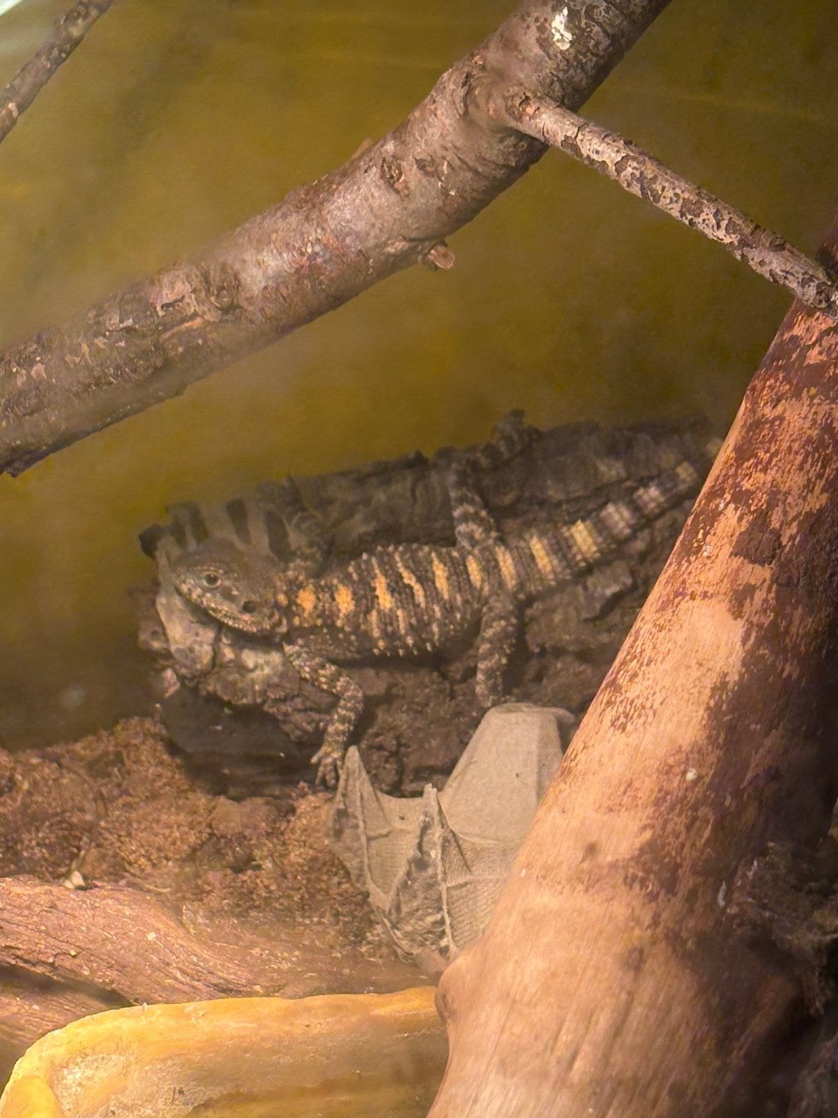 Hardoen hagedis zeldzaam of ruilen goed lezen, Animaux & Accessoires, Reptiles & Amphibiens, Lézard