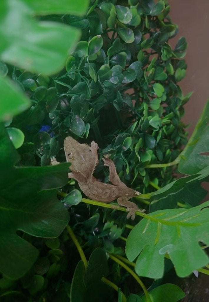Wimpergekko (bruin), Dieren en Toebehoren, Reptielen en Amfibieën, Hagedis, Tam, 0 tot 2 jaar