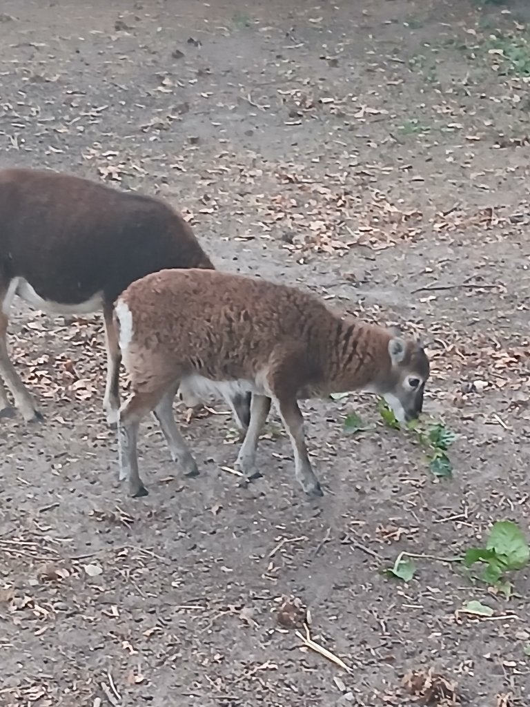 Soay lammetjes, Animaux & Accessoires, Femelle, Mouton, 0 à 2 ans
