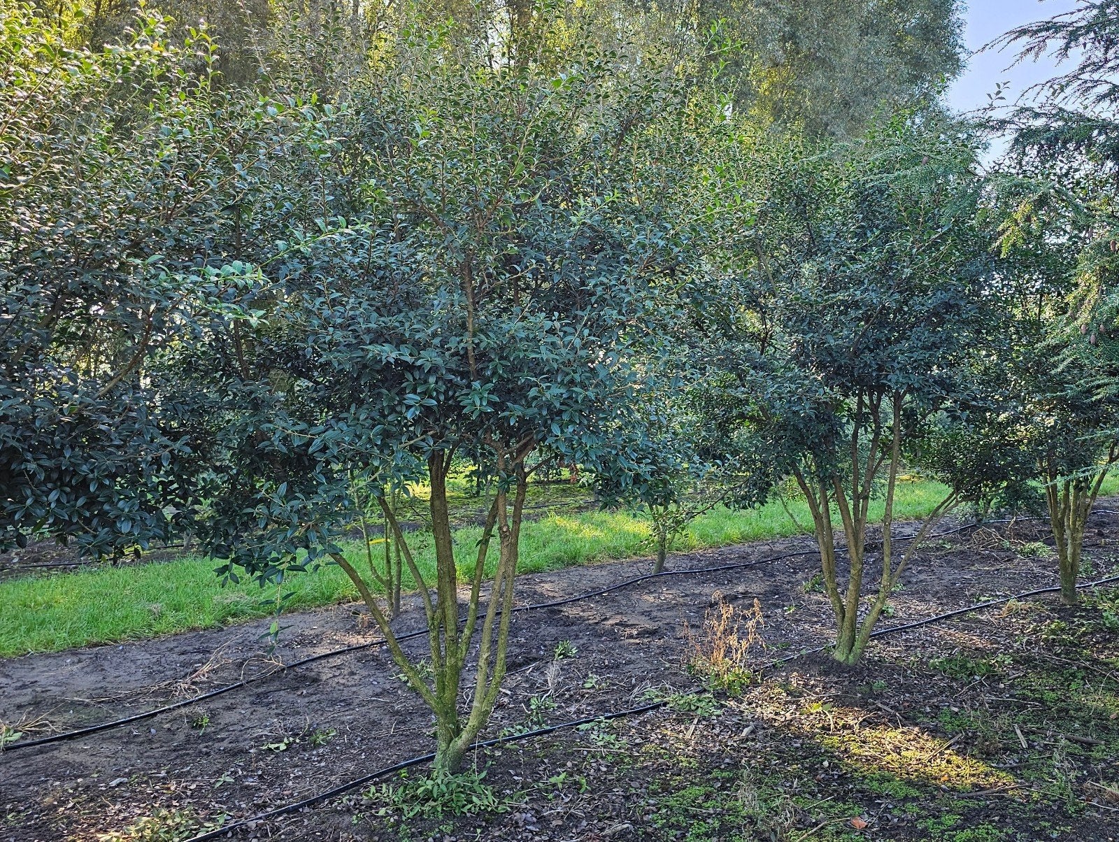 Osmanthus burkwoodii meerstam, Enlèvement