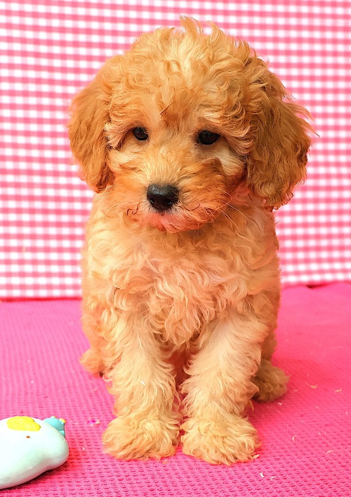 Super mooie Cavapoo pups!, Dieren en Toebehoren, 15 weken tot 1 jaar, Buitenland, CDV (hondenziekte), Meerdere