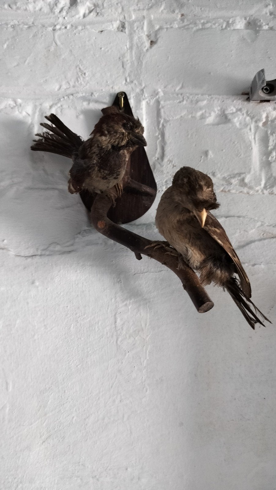 Opgezette vogeltjes, Ophalen