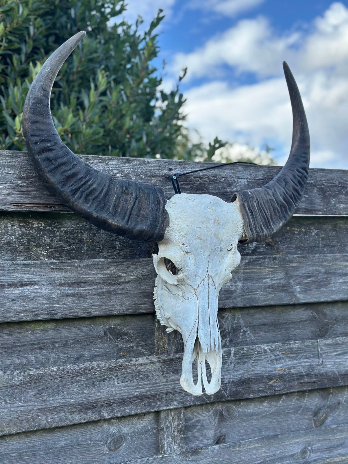 Schedel buffel, Enlèvement