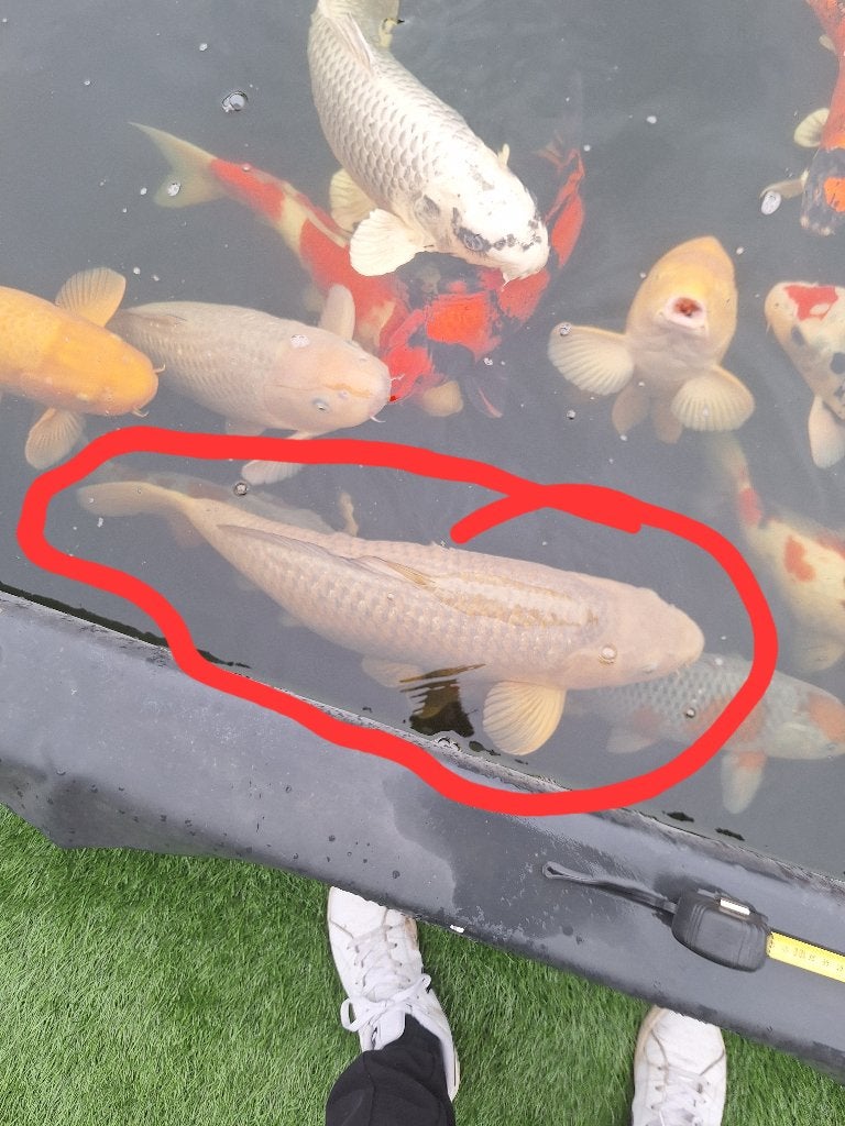 Showa en chagoi, Dieren en Toebehoren, Karper of Koi