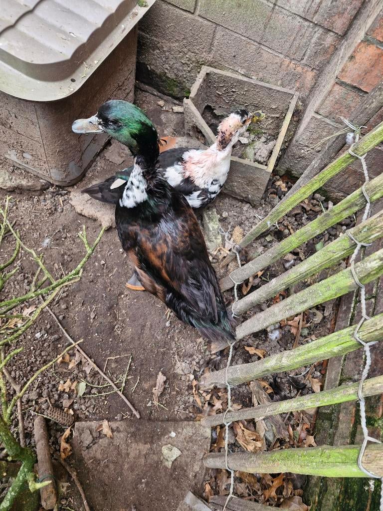 Koppel eendjes, Dieren en Toebehoren