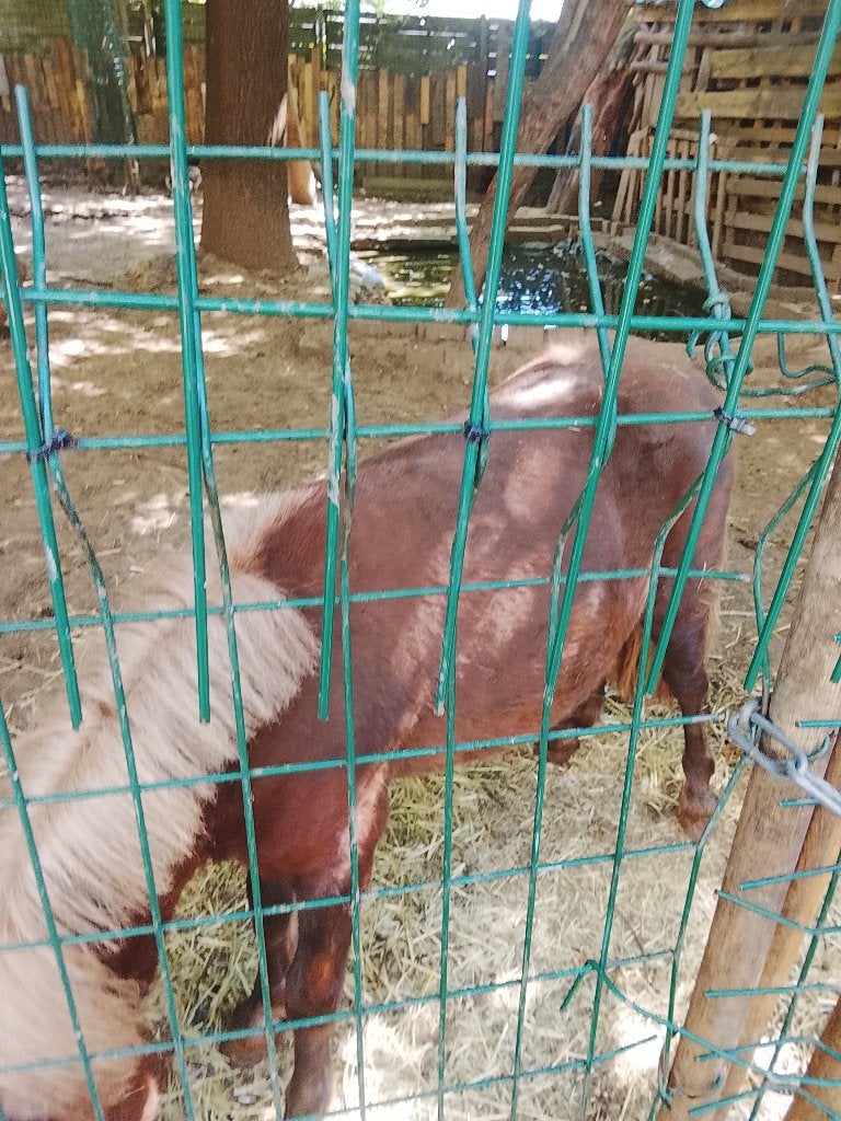 Een pony, Dieren en Toebehoren, Pony's, Dressuurpony, Niet van toepassing, 0 tot 2 jaar, Hengst