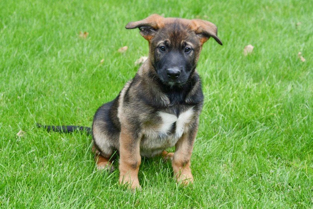 Chiot Mechelse Herder à vendre (garçon), Chien (mâle), Maladie de Carré (chiens), Un chien, Belgique