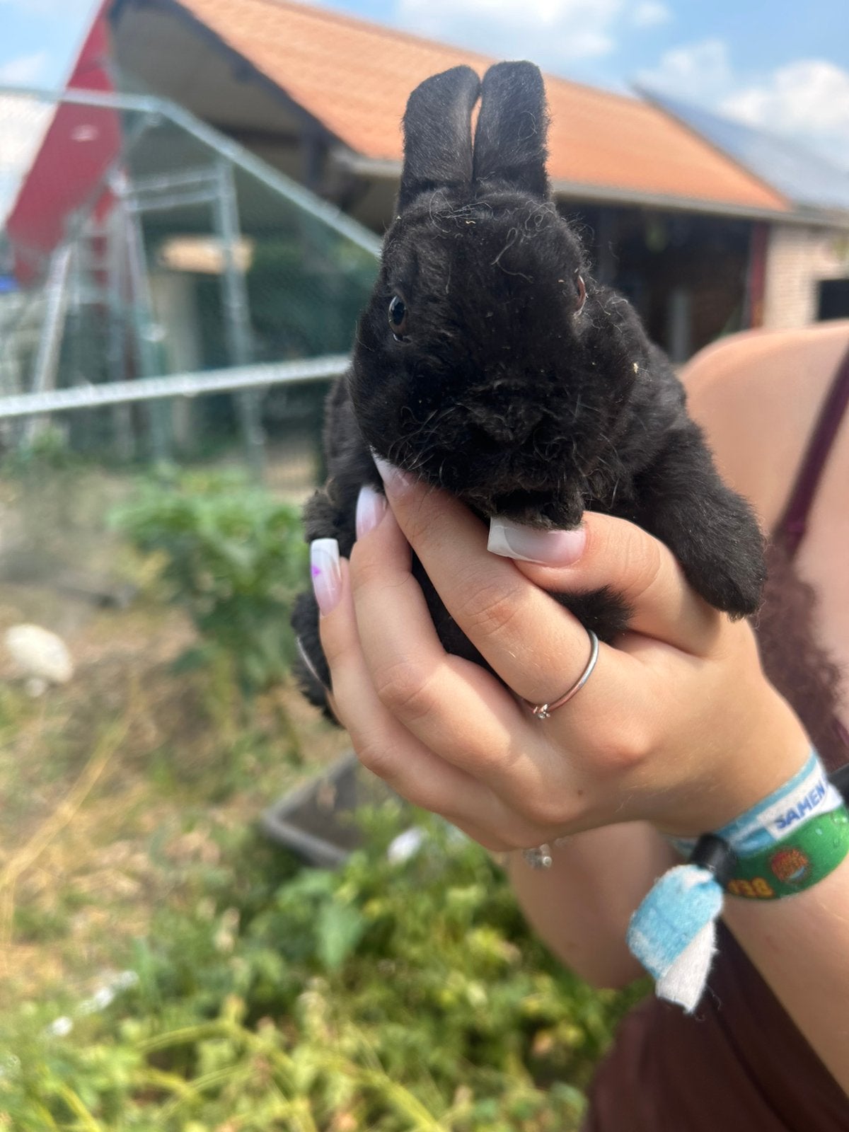 Jonge rex konijntjes, Domestique, Juillet, Autres types, Plusieurs animaux