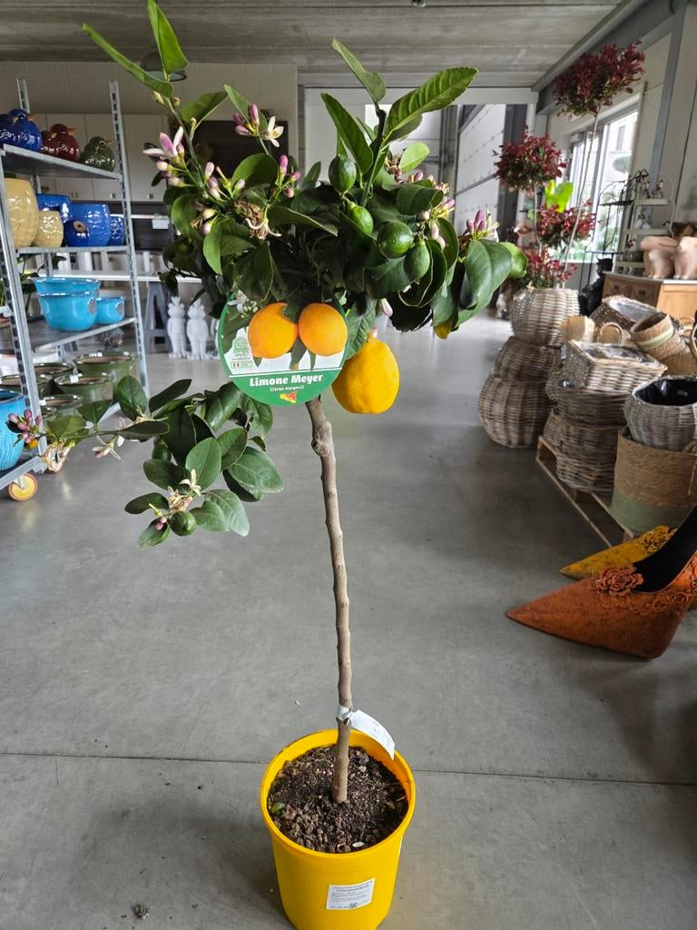 Citrus citroen Meyer, Tuin en Terras, Ophalen