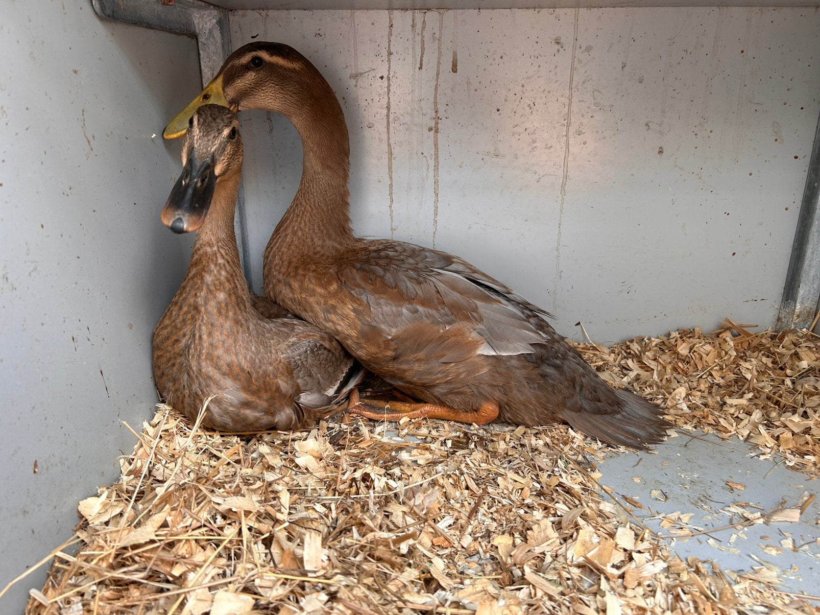 Koppel eenden, Meerdere dieren, Eend