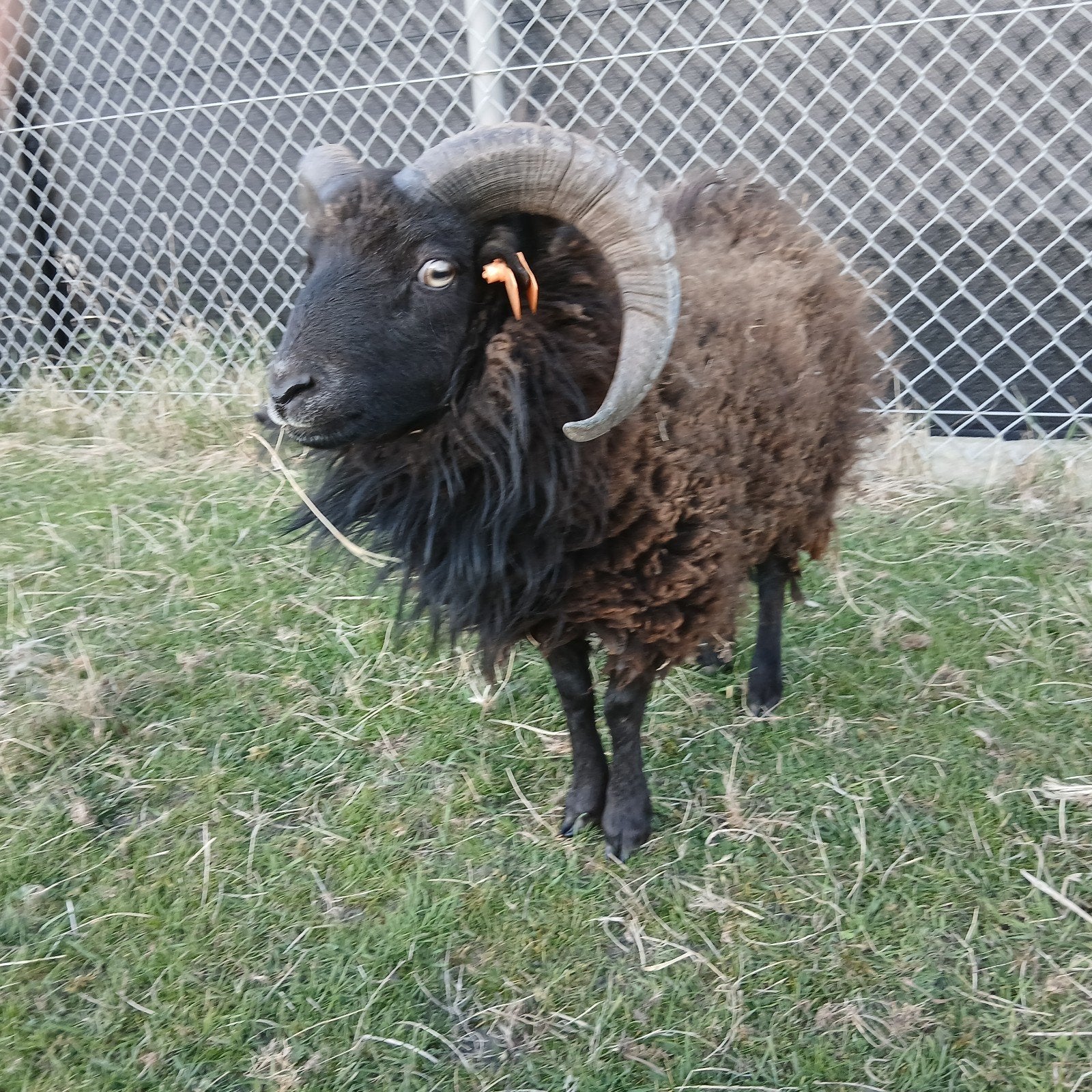 Zwarte ouessant, Dieren en Toebehoren, Schapen, Geiten en Varkens