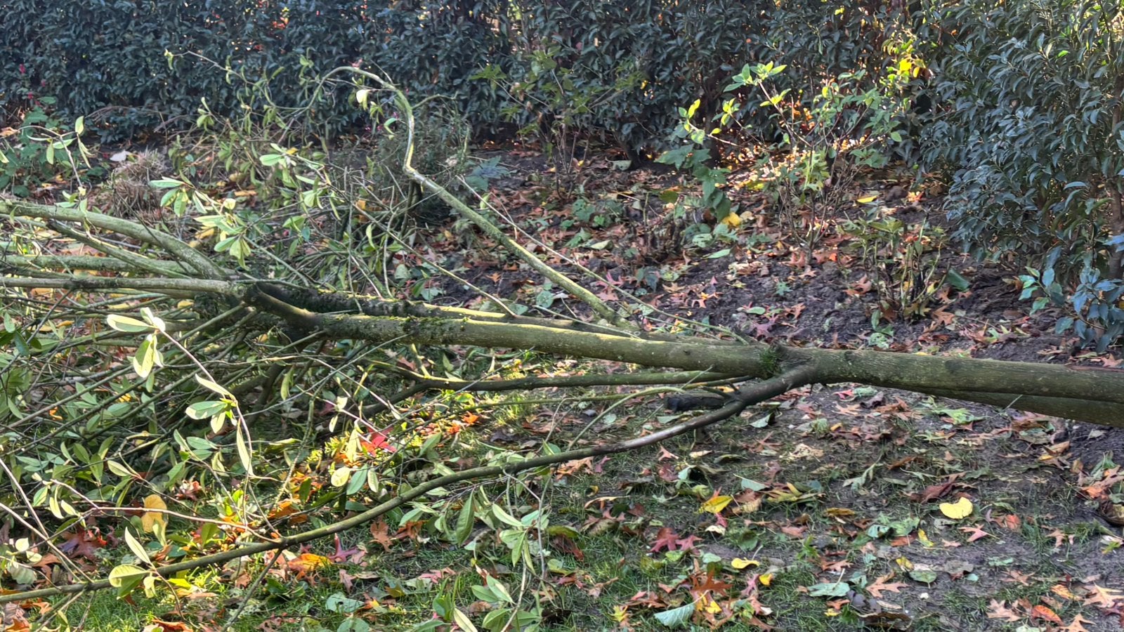 Brandhout gratis, Tuin en Terras, Ophalen, Stammen
