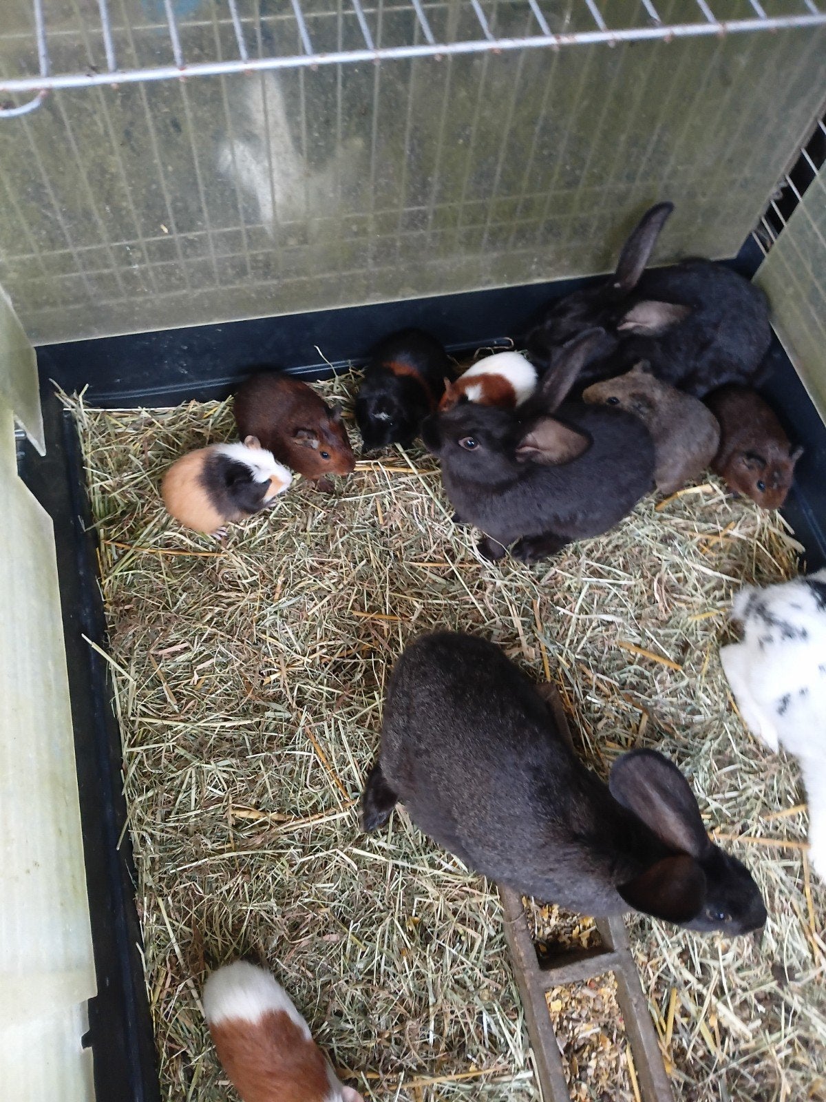 cobayes, garçon, beaux choix de couleurs et de choix, Animaux & Accessoires, Rongeurs, Domestique, Plusieurs animaux, Mai, Cobaye
