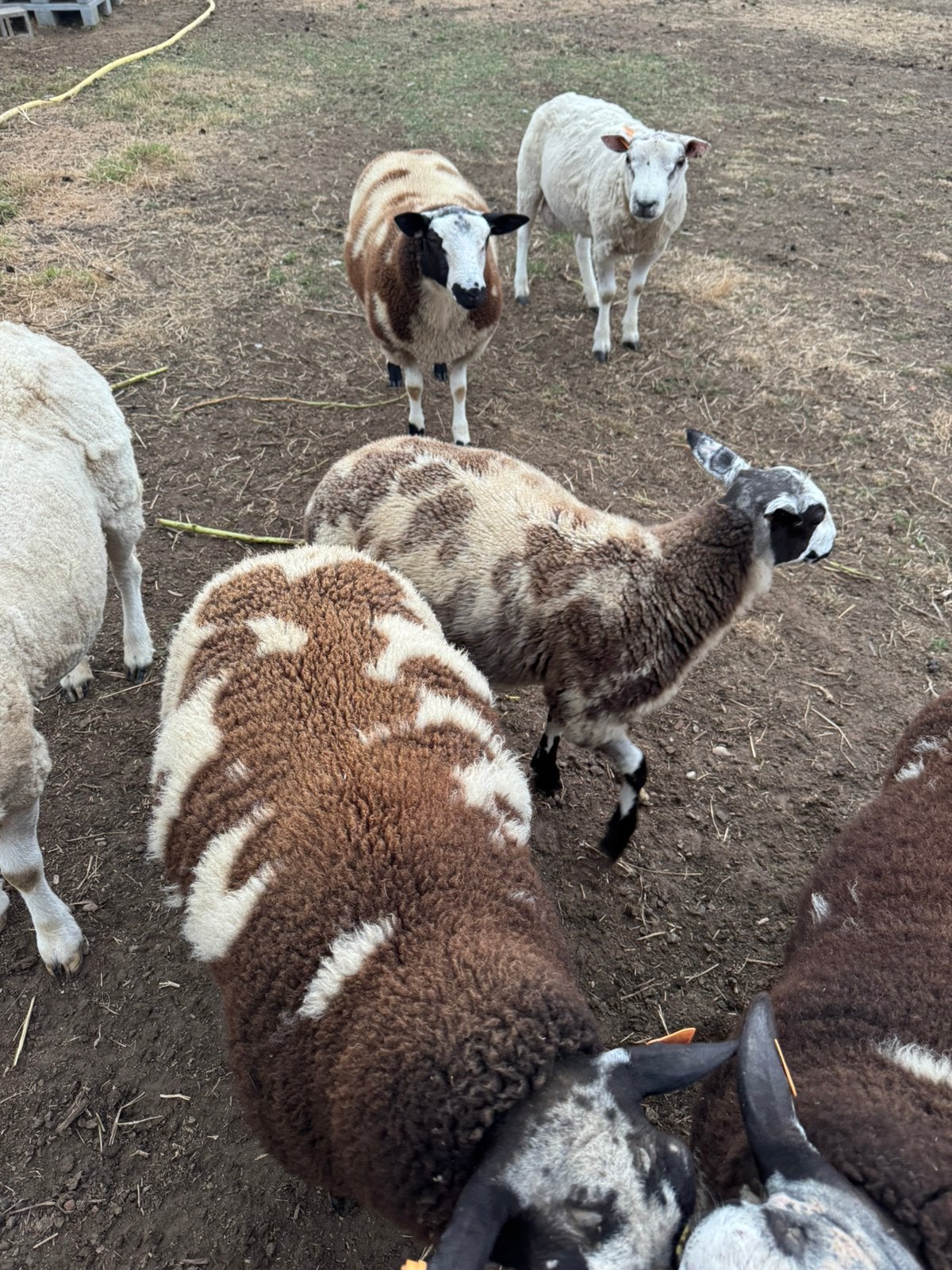 Mouton
