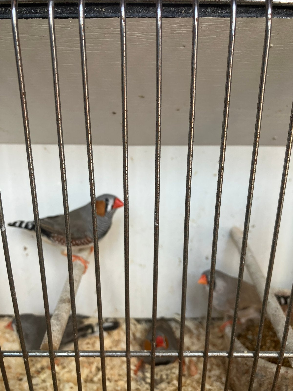 KWEEKRIJPE ZEBRAVINKJES VANAF 15 EURO/KOPPEL, Meerdere dieren, Tropenvogel