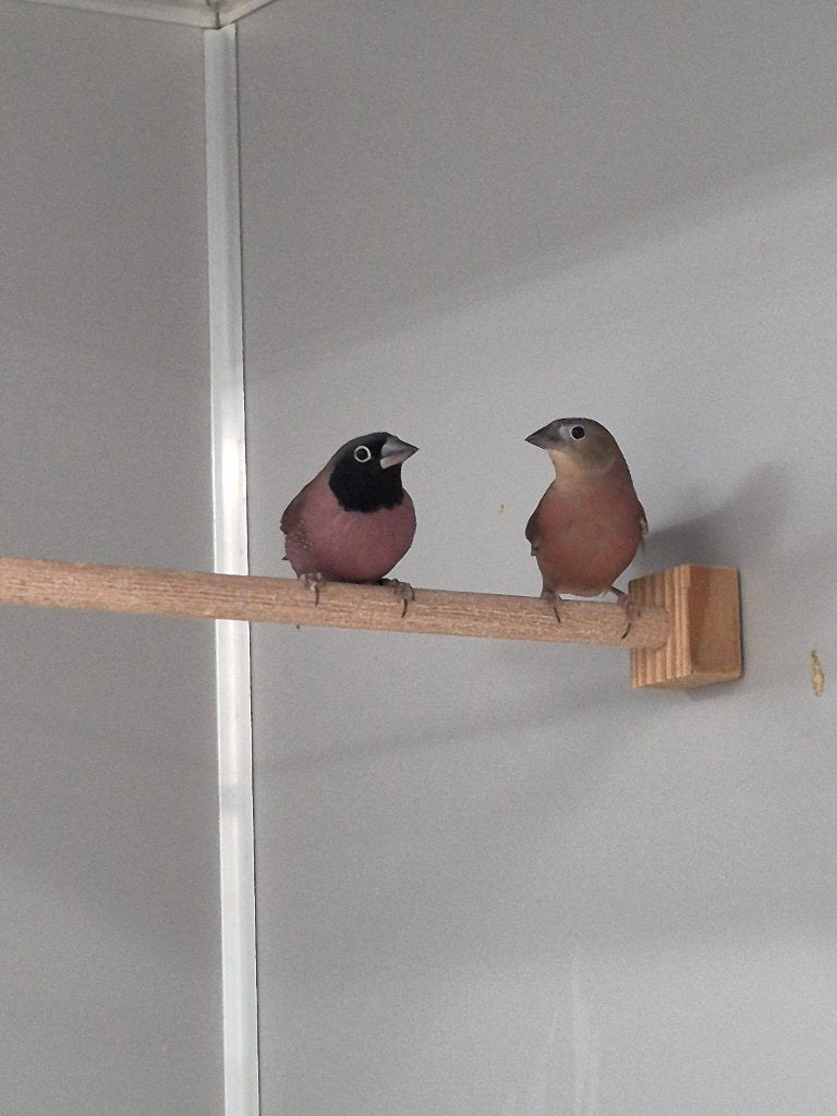 Wijnrode amaranten, Dieren en Toebehoren, Vogels | Overige Vogels, Meerdere dieren, Tropenvogel, Geringd