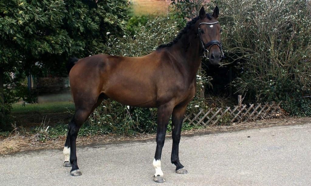 Lieve kpwn ruin, Hongre, Débourré, Avec pedigree, 160 à 165 cm