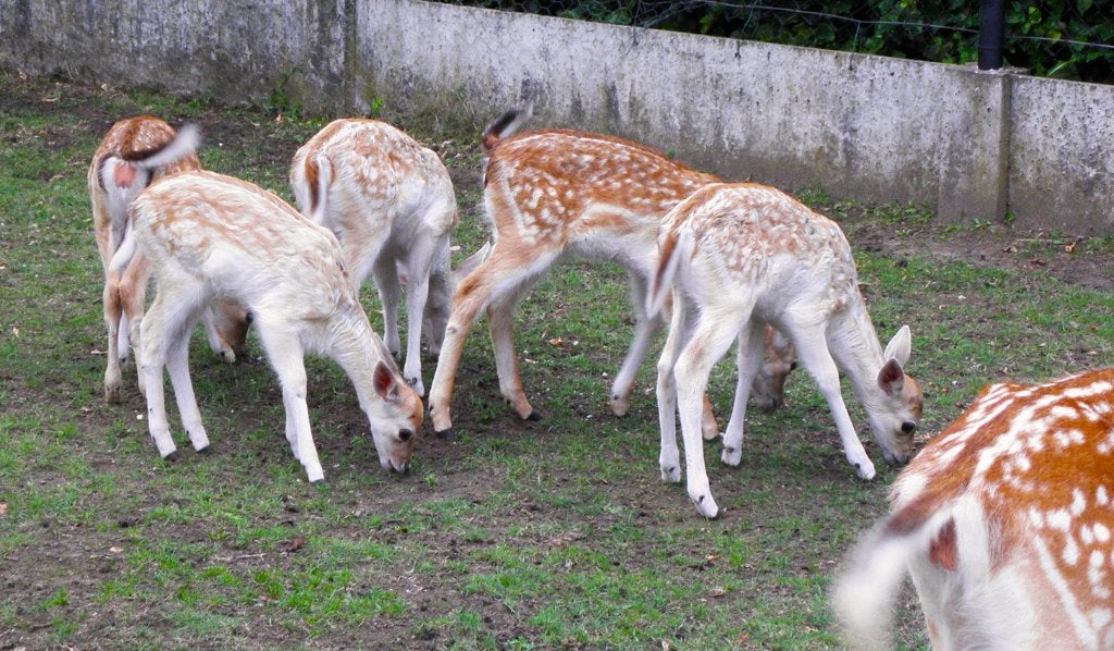 Jonge damhertjes /  Bambies,  te reserveren, Dieren en Toebehoren, Meerdere dieren, Geit, 0 tot 2 jaar