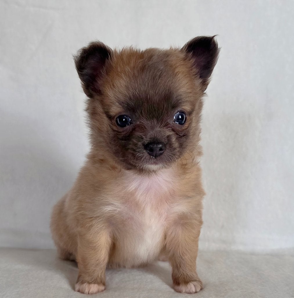 Chihuahua pup (reutje), Dieren en Toebehoren, Parvo, België, Particulier, Reu