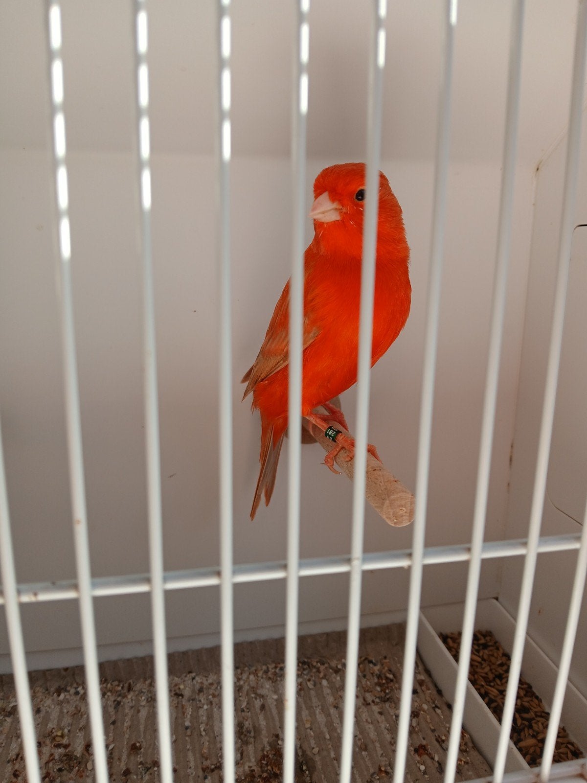 Rood Isabel  man 2026, Dieren en Toebehoren