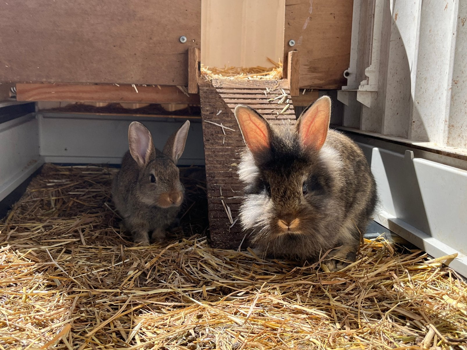 Konijntjes, Taille moyenne, 0 à 2 ans