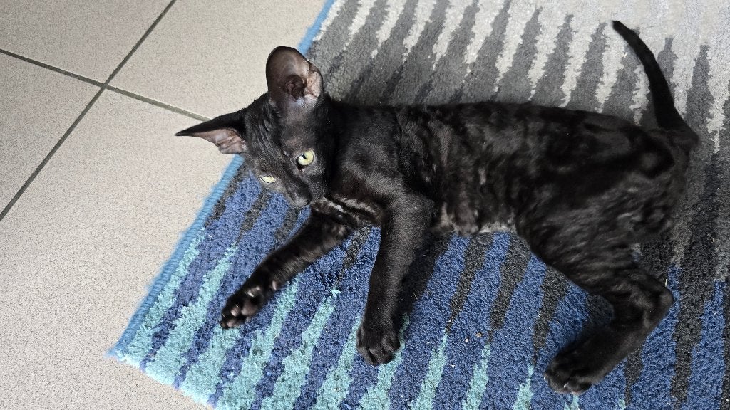 Schattige Cornish Rex Kittens (Nog maar 1 beschikbaar), Meerdere dieren, Gechipt, 0 tot 2 jaar