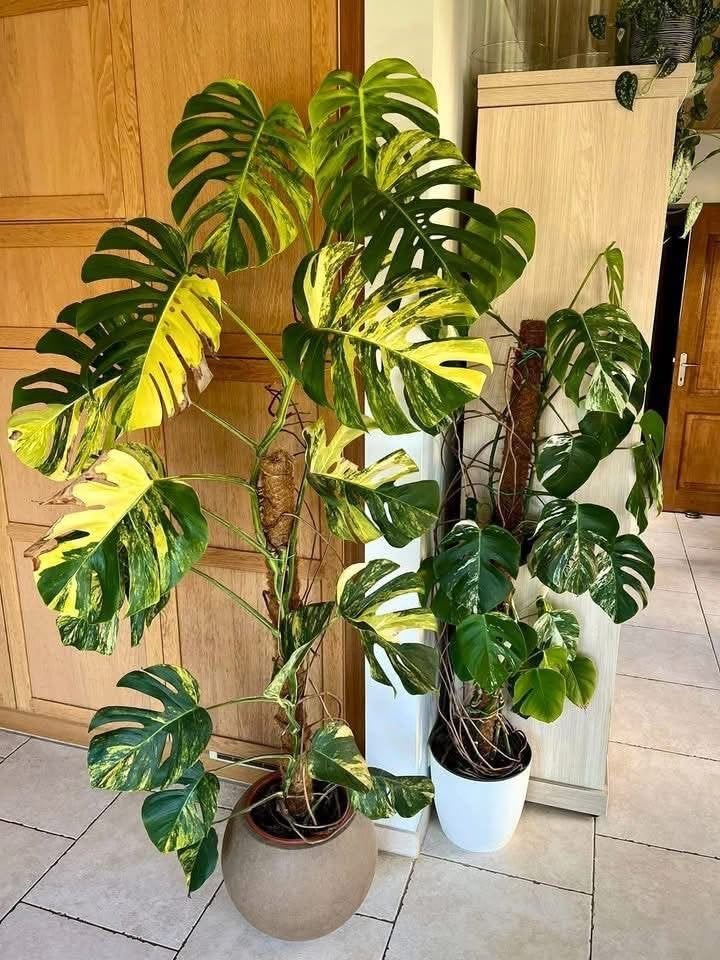 Monstera Aurea Variegated cutting #4, Ophalen of Verzenden
