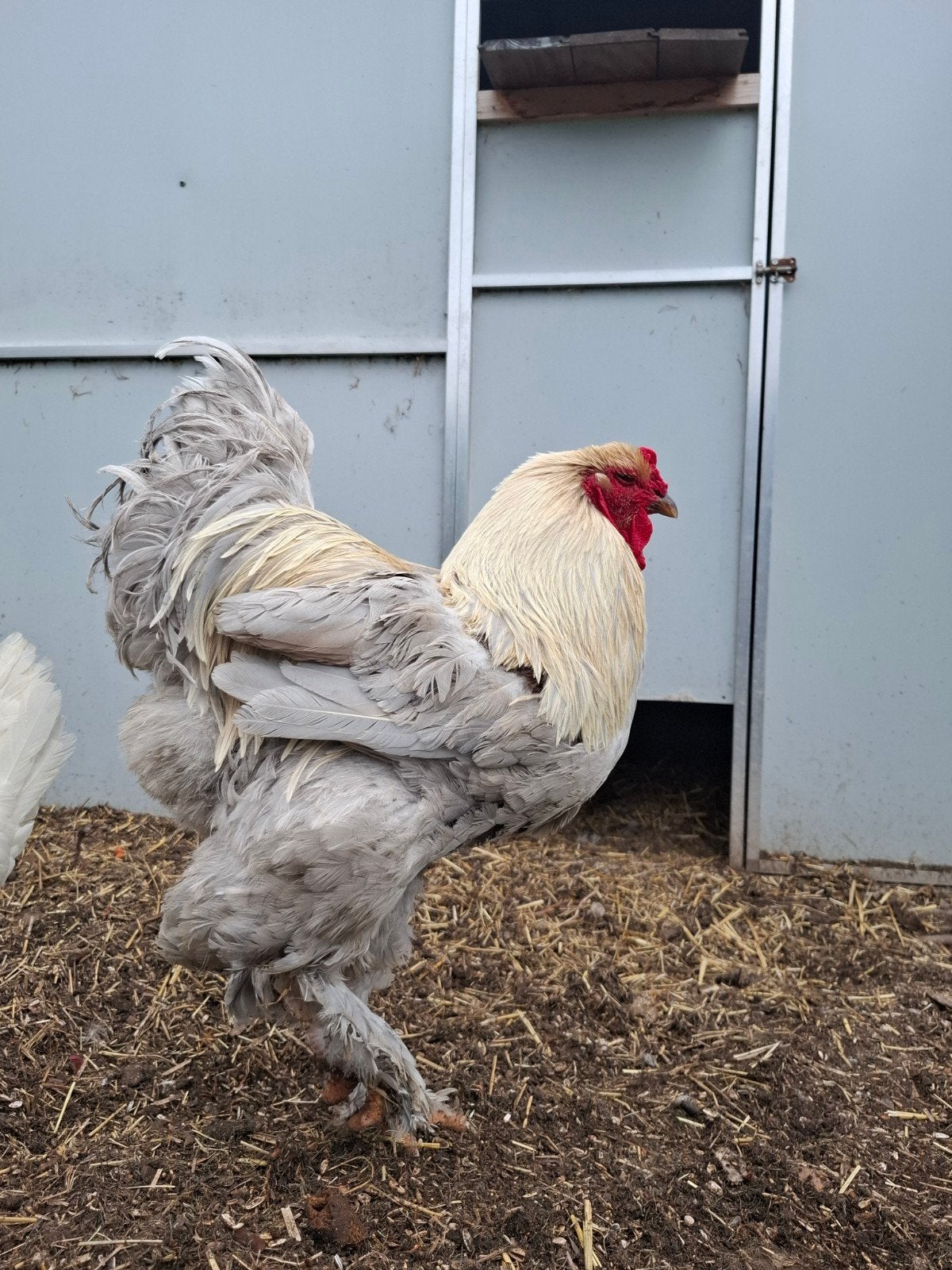 trio brahma, Dieren en Toebehoren, Pluimvee, Meerdere dieren, Kip