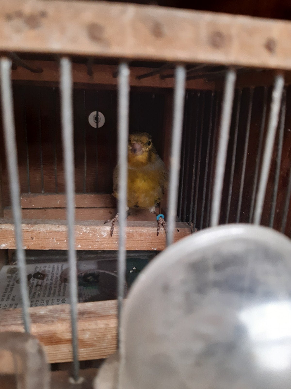 kanarie mannen, Dieren en Toebehoren