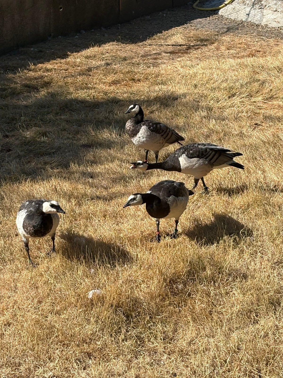 Brandganzen, Dieren en Toebehoren, Meerdere dieren, Gans of Zwaan