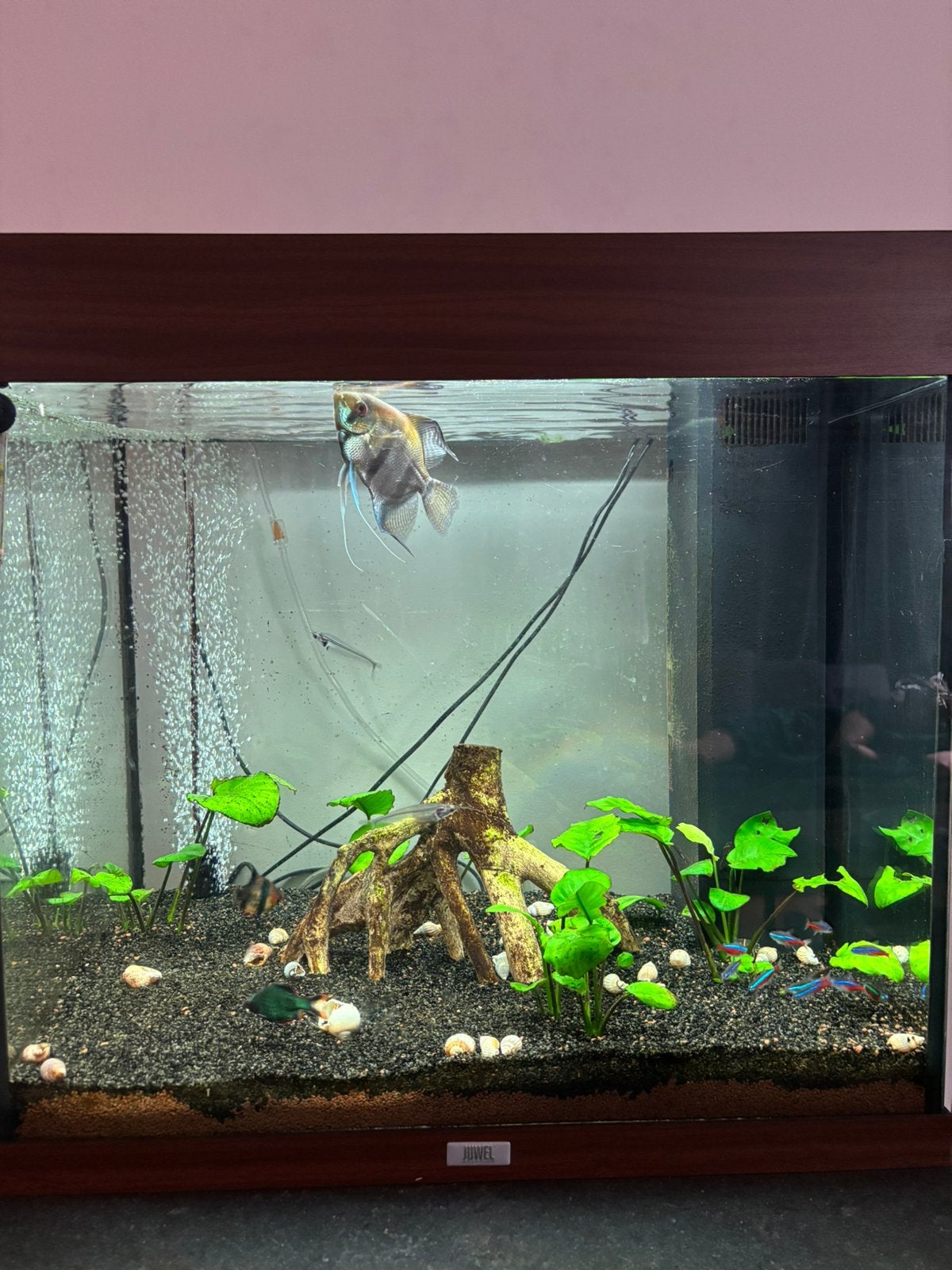 Aquarium + poissons à vendre !, Aquarium d'eau douce rempli, Enlèvement, Utilisé, Poissons inclus